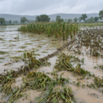 Heavy Rains Cause Crop Damage